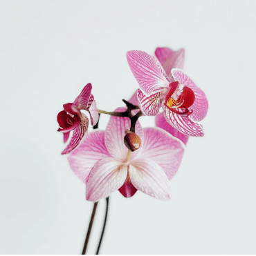 Northshore Orchid Society