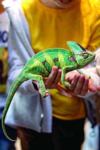 Live Reptile Shows